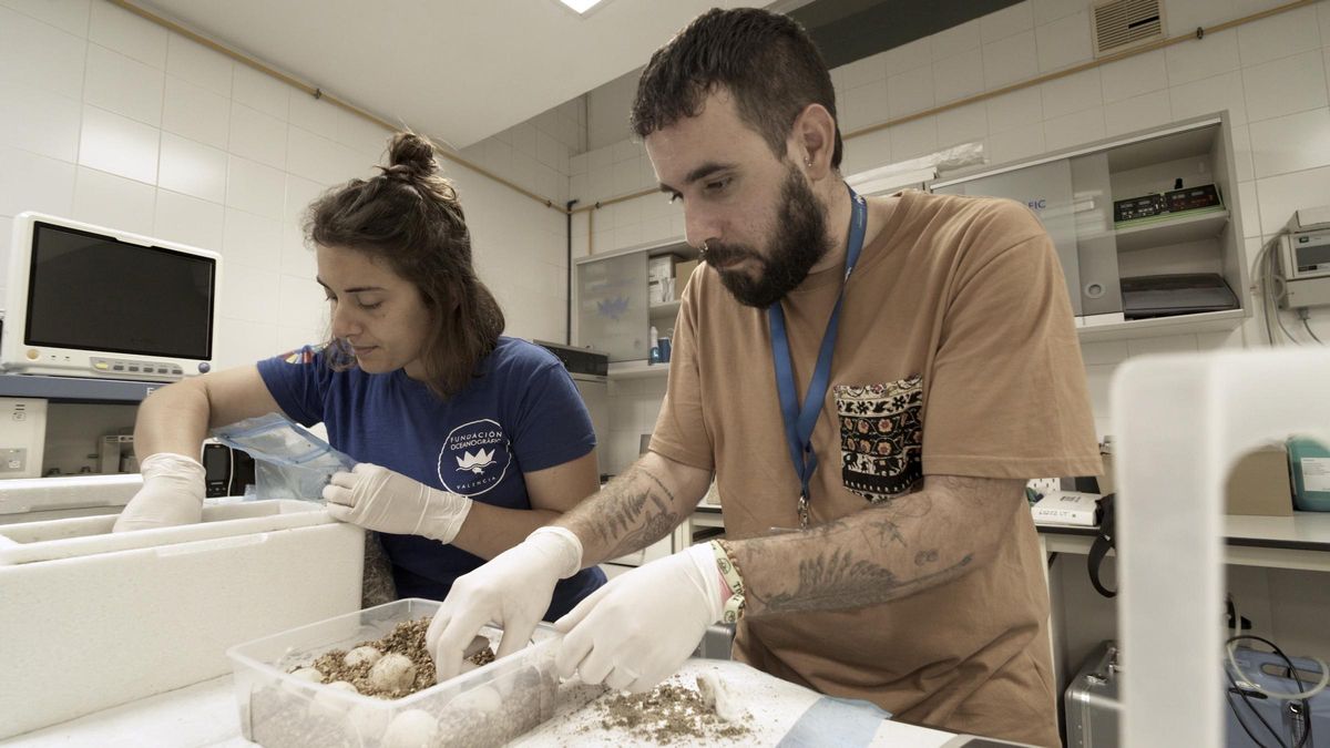 Los expertos de la Fundación Oceanogràfic