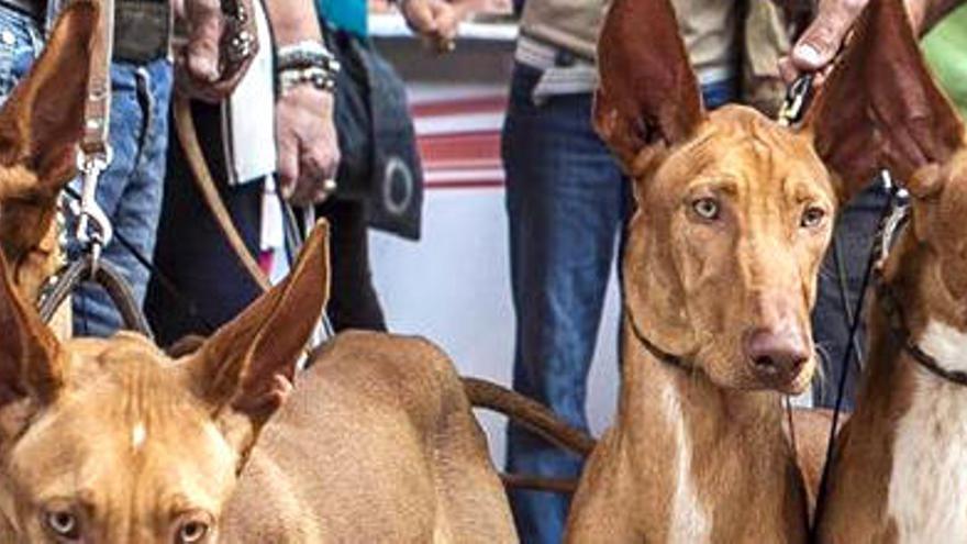 Imagen de una edición pasada del &#039;Día de Perros&#039; en santa Catalina.