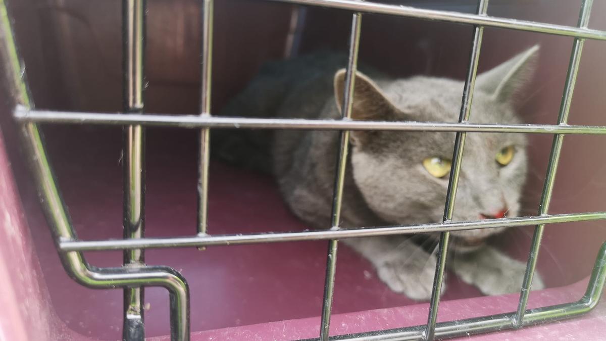 El gato rescatado en la jaula camino del veterinario.