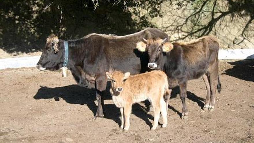 Vaca i vedelles de l&#039;Albera.