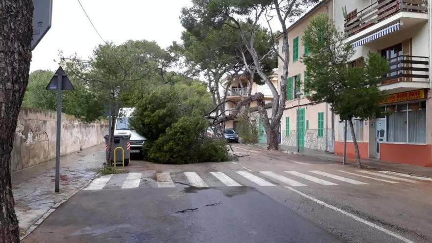 Un pino se desploma sobre una furgoneta en Porto Cristo