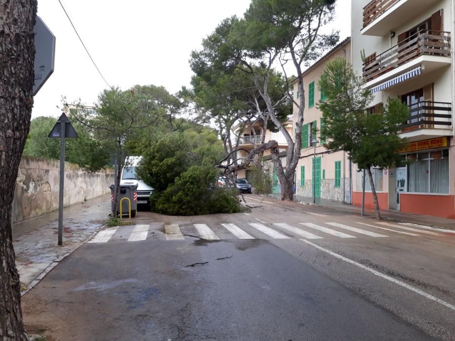 Un pino se desploma sobre una furgoneta en Porto Cristo