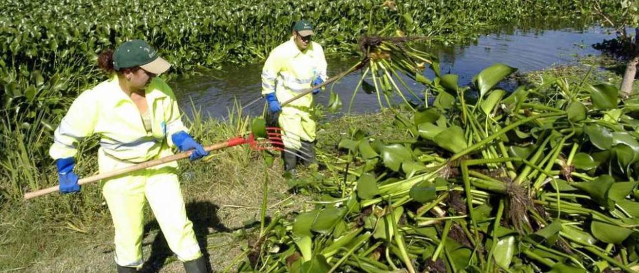 Trabajos de retirada del jacinto de agua en el río Guadiana a su paso por Mérida. // Ricardo M.L.