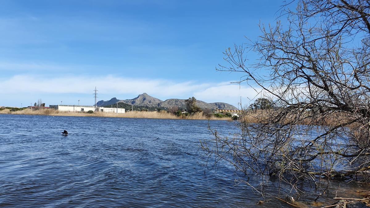 Una imagen del humedal de Maristany, en el municipio de Alcúdia.