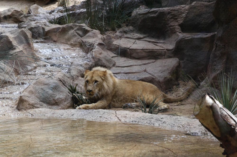 Delia Padrón Inauguración del Lion's Kingdom, la exhibición de los leones africanos, en Loro Parque