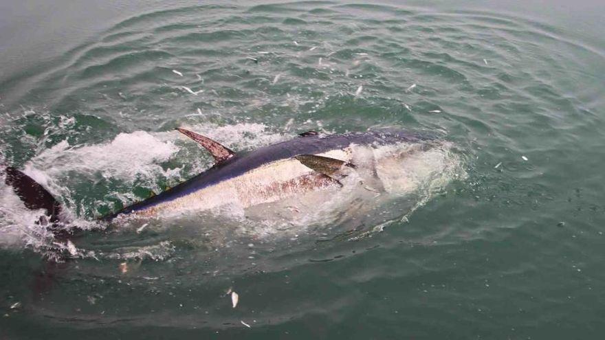 Una taula rodona analitzarà el peculiar cas de la tonyina Trini de l&#039;Escala