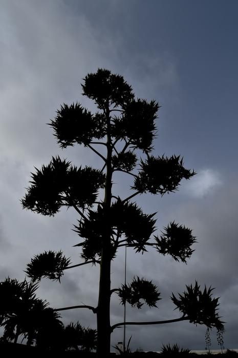 METEOROLOGIA. CALIMA MEZCLADA CON NUBES