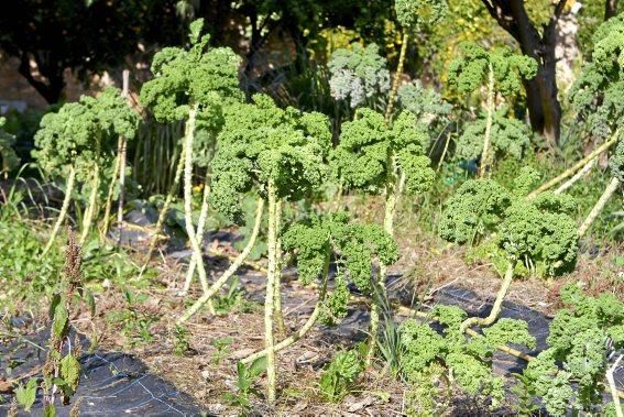 In den Beeten der Biogranja La Real bei Palma wachsen gleich vier supergesunde Sorten des Modegemüses "Kale".