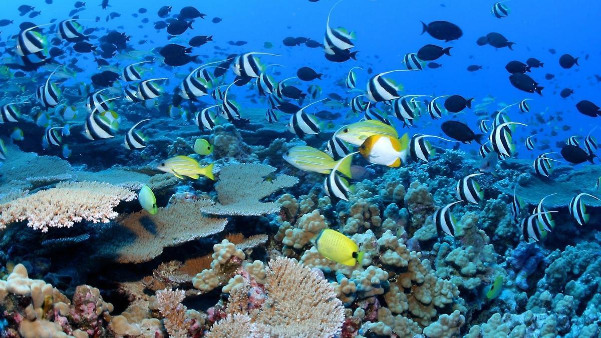 Especies marinas en un arrecife de coral.