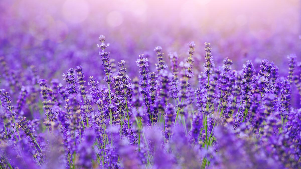 Lavanda