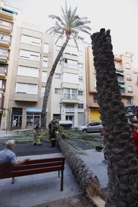 Una palmera se desploma en el Cabanyal