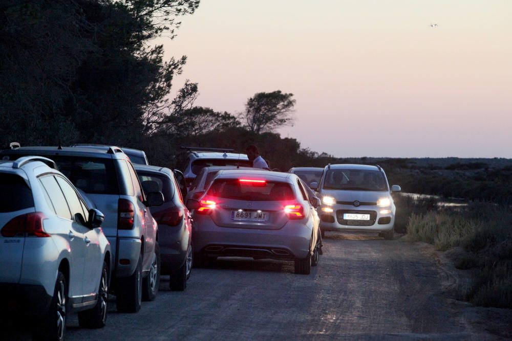 Colapso de tráfico en el estrecho camino de Cap des Falcó, en el Parque Natural de ses Salines, para ver la puesta de sol.