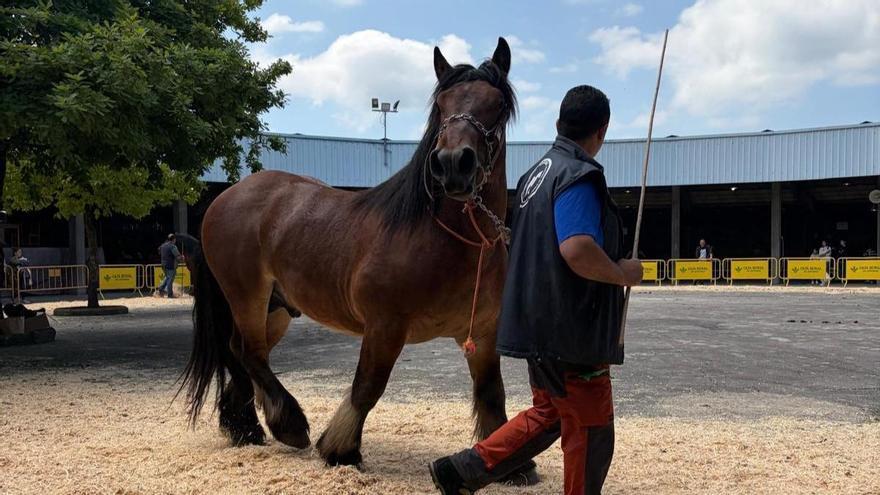 "Kempes", el caballo campeón criado con mimo en Grado: "Es un ejemplar especial y de gran nobleza"