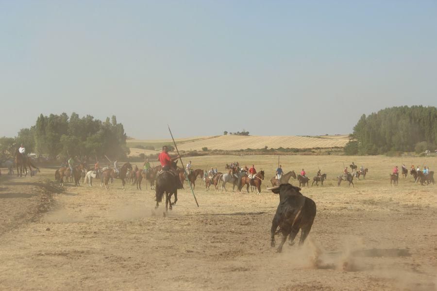 Fiestas en Zamora: Encierro en Argujillo