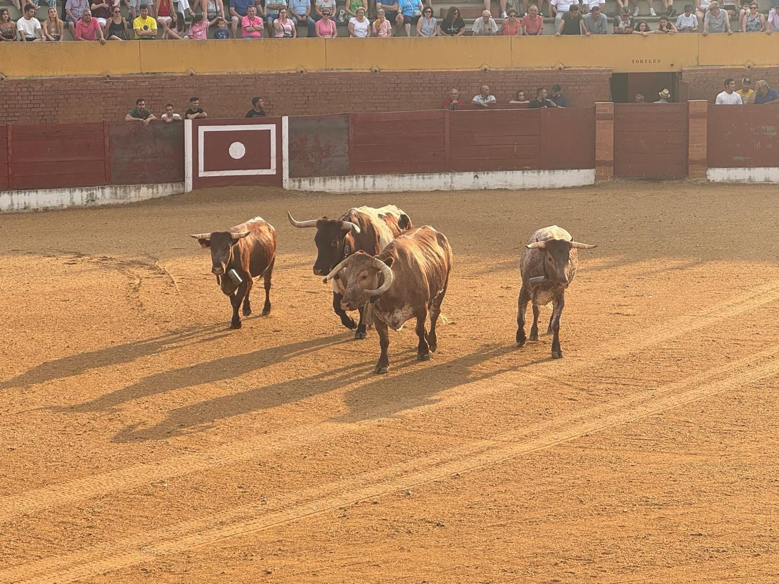 GALERÍA | Presentación de los toros de las fiestas de Fuentesaúco