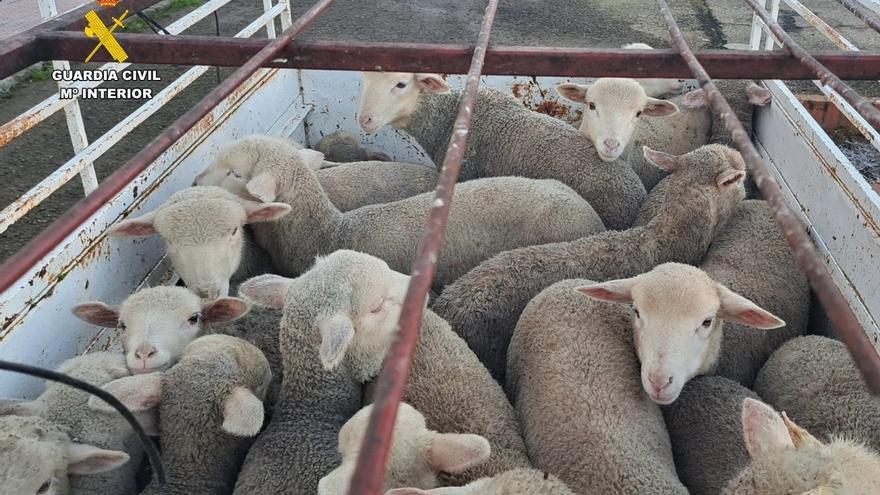 Tres detenidos por robar 28 corderos de una finca en Logrosán y la muerte de dos de ellos en el transporte