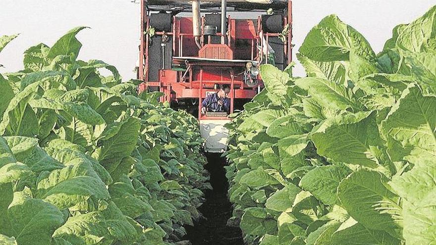 Se regula la trazabilidad de la hoja de tabaco