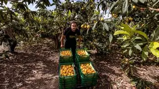 La campaña del níspero arranca en la Marina Baixa marcada por la sequía y el aumento de los costes de producción