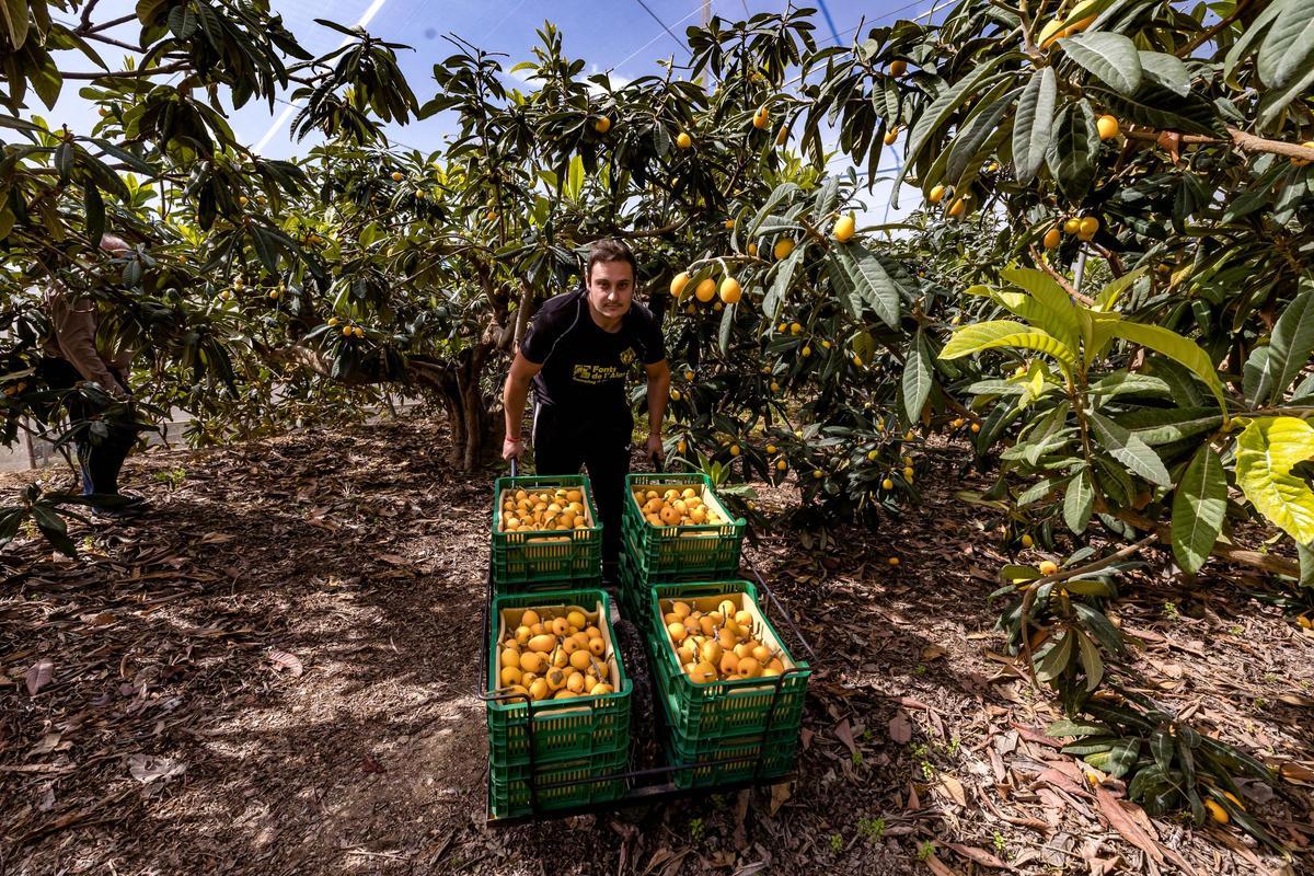 Un agricultor de Callosa d'en Sarrià, con varias cajas de nísperos recolectados.