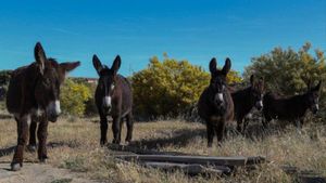 El burro catalán, aliado inesperado en la prevención de incendios forestales