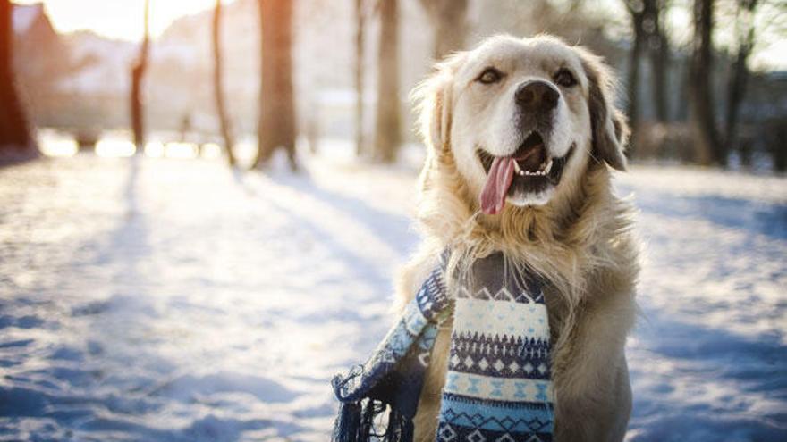 El pelo protege a los perros de las inclemencias del tiempo.