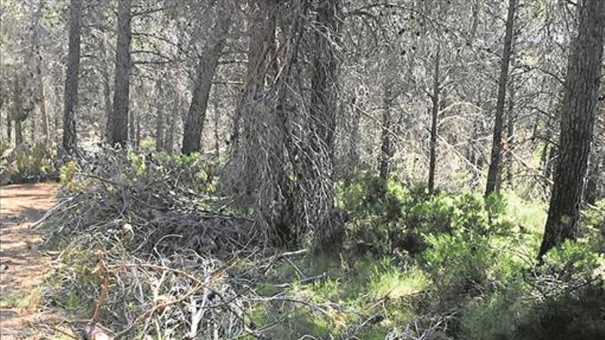 El Consell limpiará el monte  5 meses después del temporal