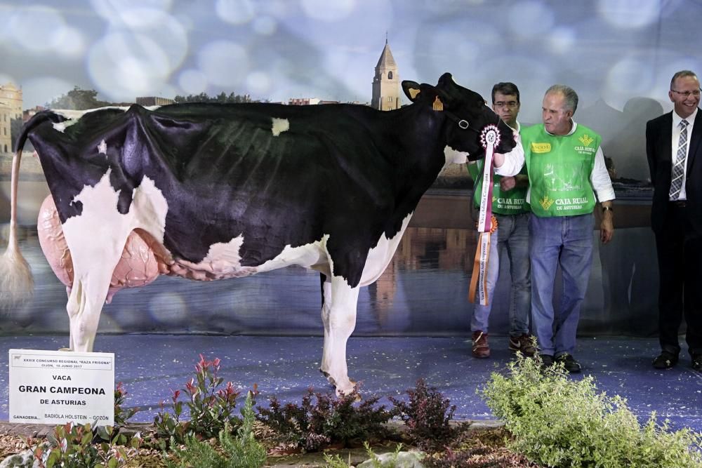 Las mejores vacas de Asturias se citan en la Feria de San Antonio de Gijón.