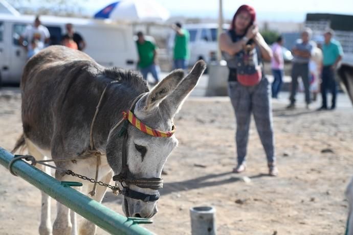 FIESTA DE SAN GREGORIO TELDE