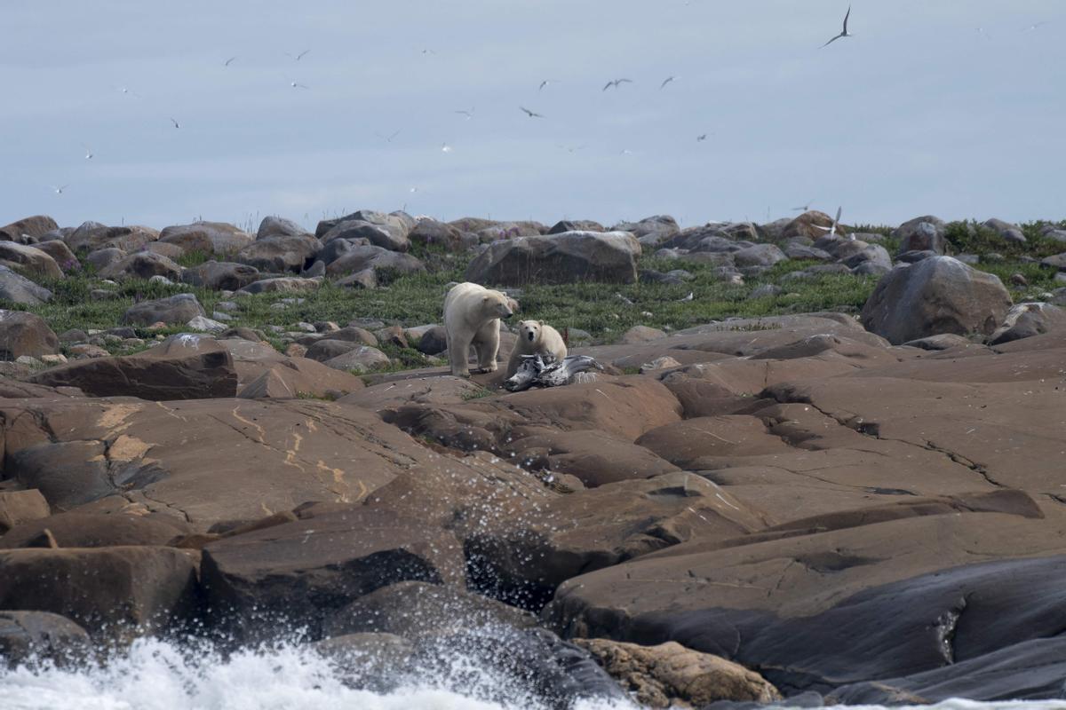 Así viven los osos polares en Hudson Bay, cerca de Churchill (Canadá).