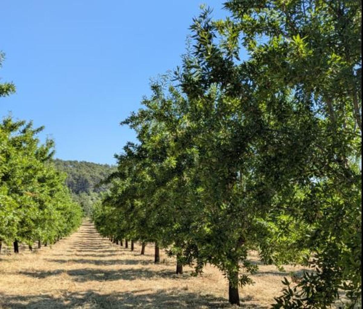 Un campo de almendros en Mallorca.