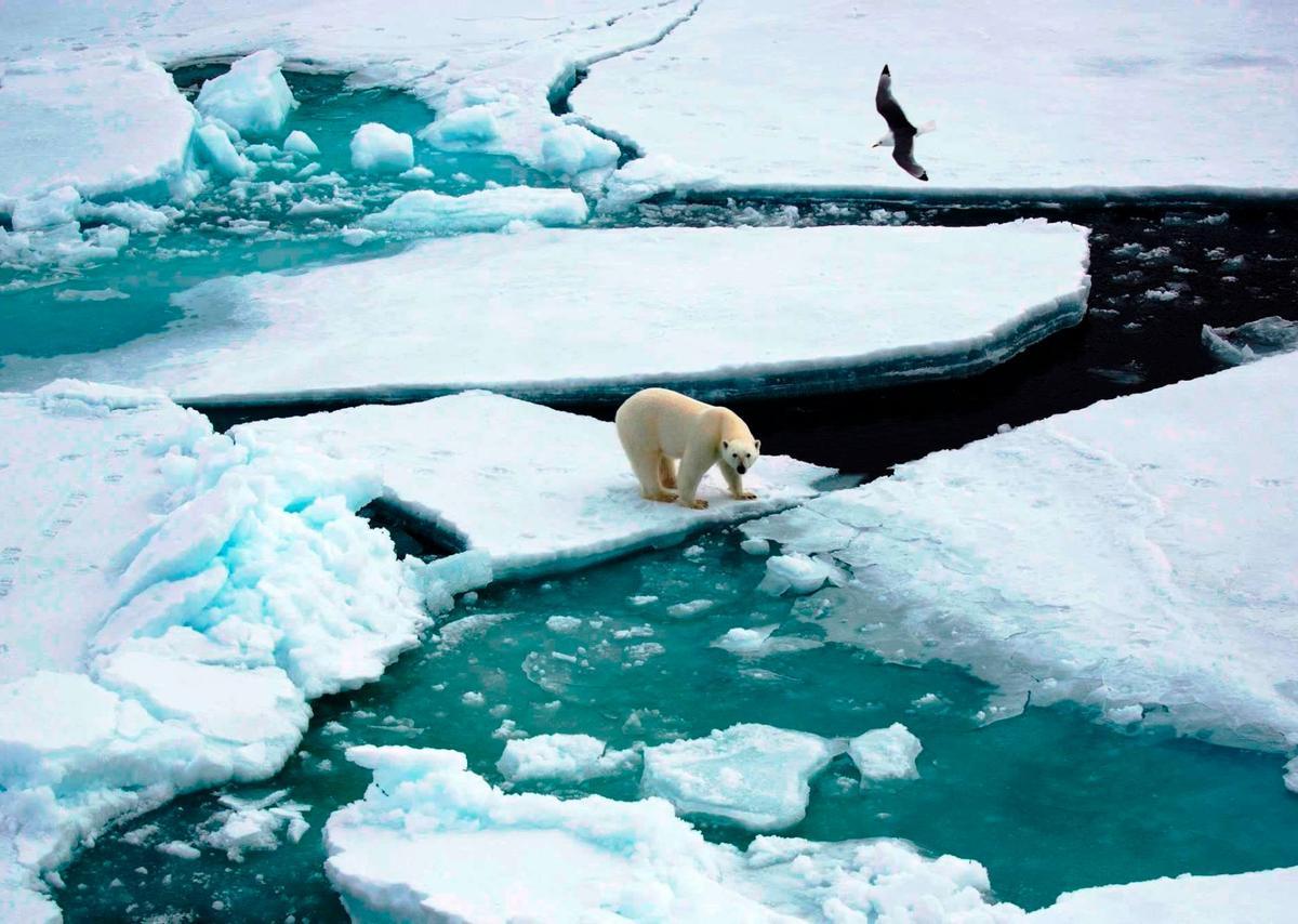 El futuro del oso polar es incierto