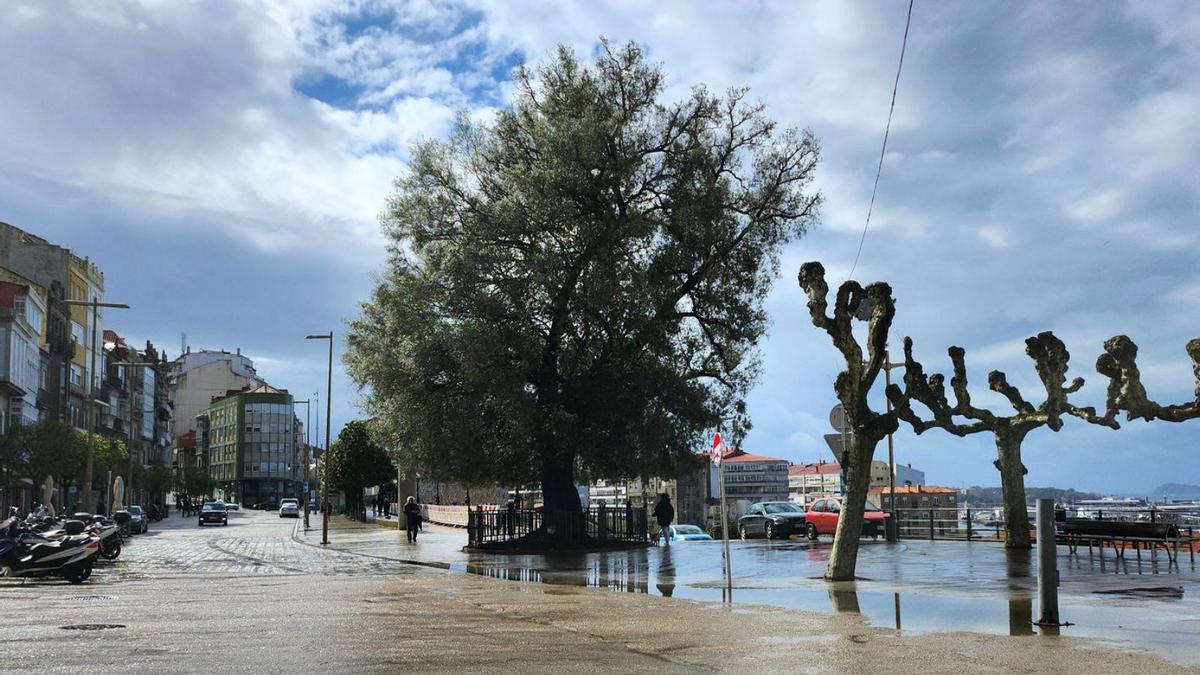 El Olivo de Vigo, en el Paseo de Alfonso.