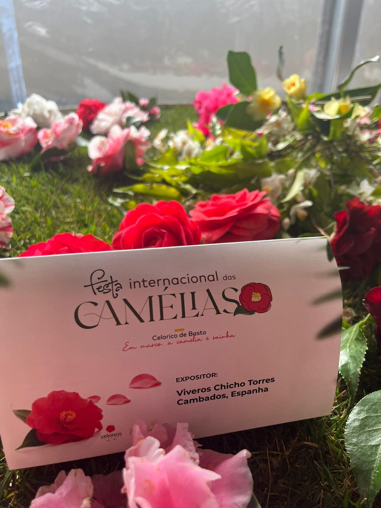 Cambados presumió de camelia en la feria de Celorico de Basto (Portugal).