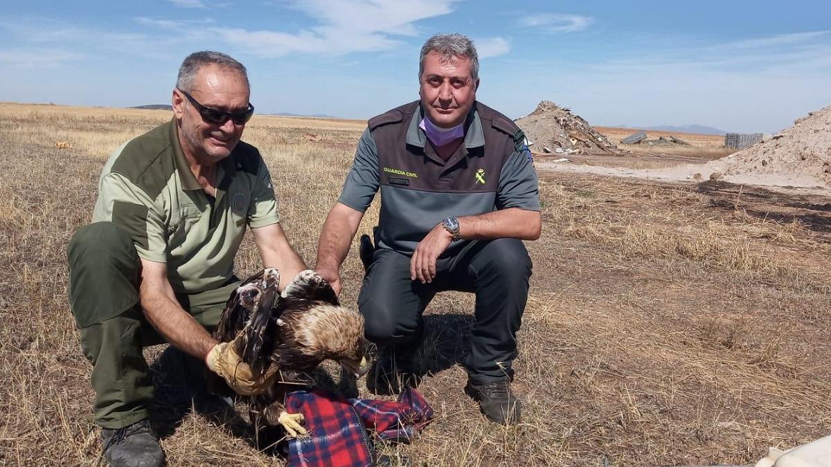 Un agente de Medio Ambiente y un guardia civil con el ejemplar de águila imperial rescatado en Hinojosa.