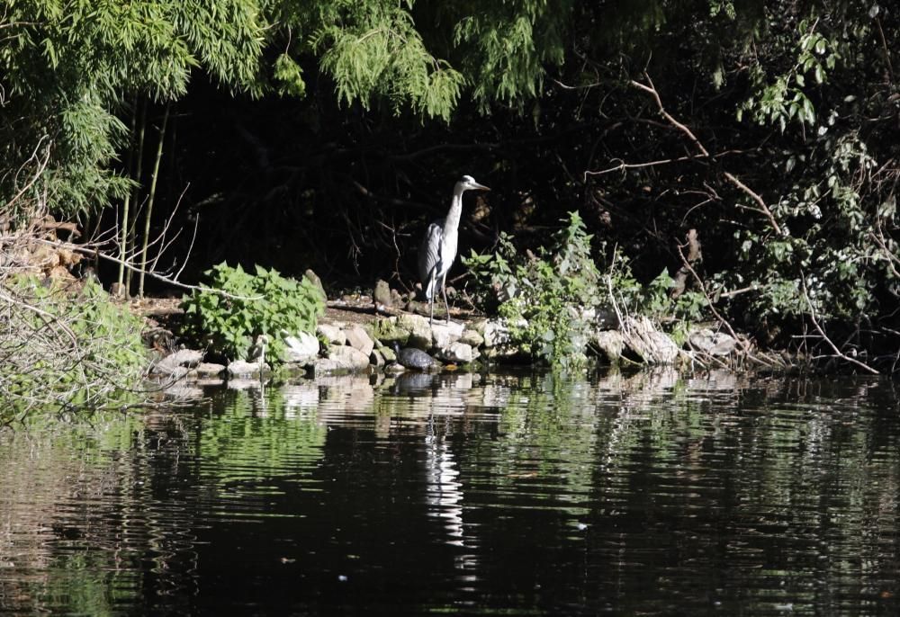 El parque Isabel la Católica supera las 600 aves