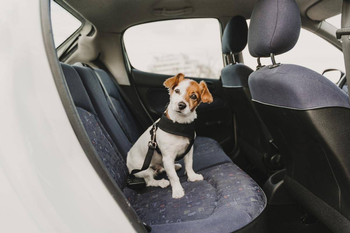 El cinturón de seguridad para los perros es obligatorio y fundamental