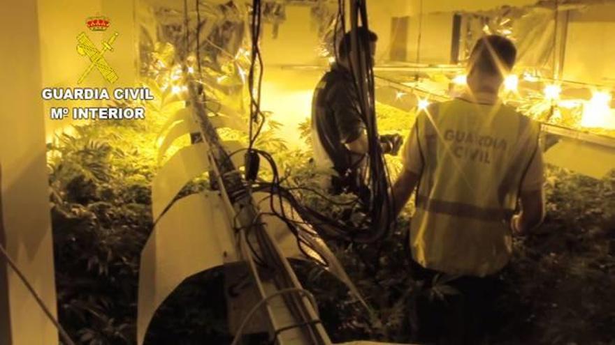 Detenidas dos personas por cultivar más de 3.000 plantas de marihuana en Vinaròs