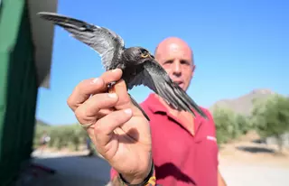 Los rescatadores de vencejos de Aspe