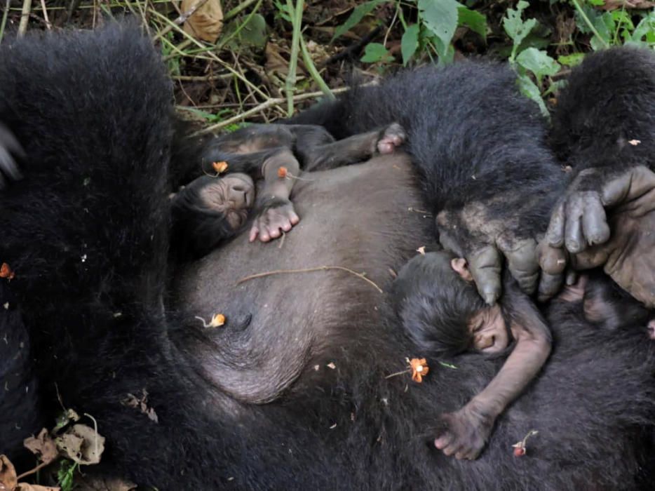 A gorilla from the Nyakamwe family holds her ...