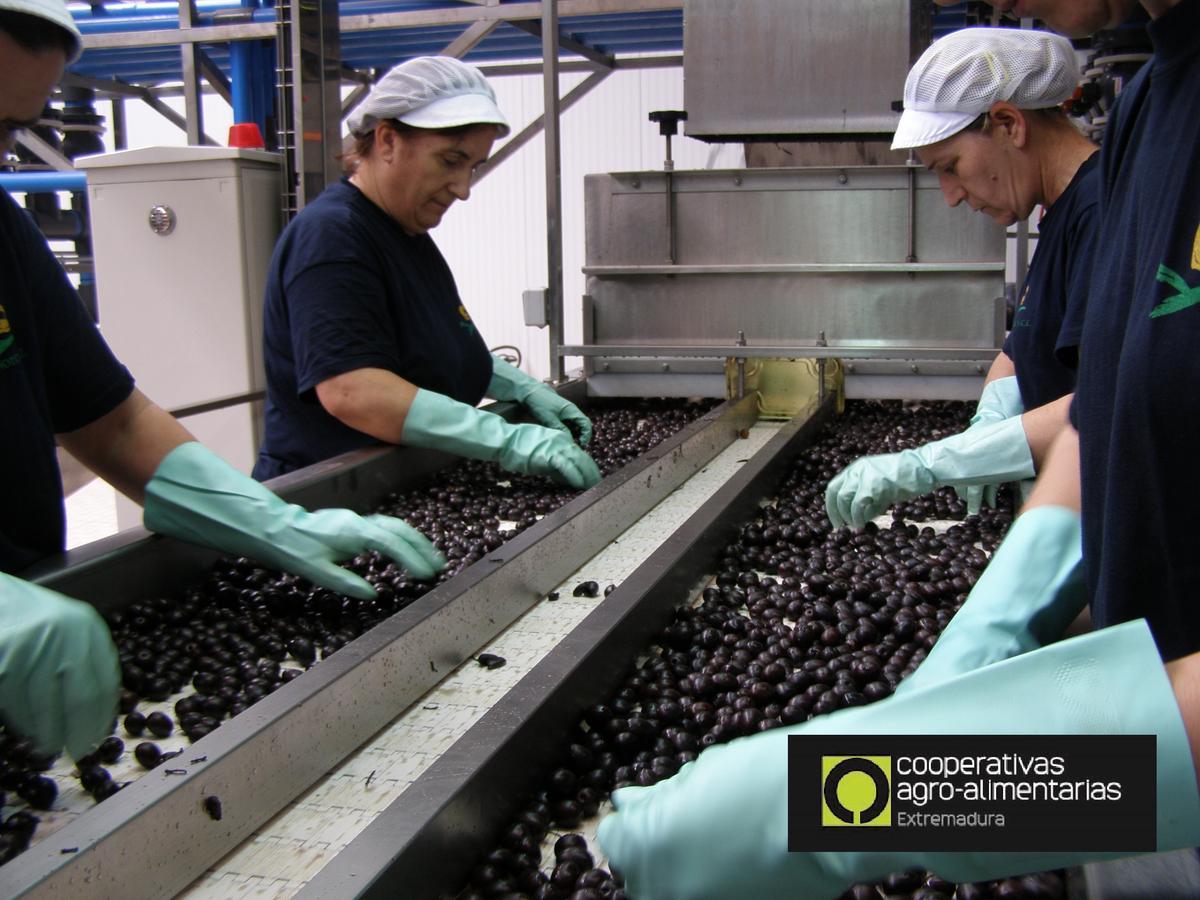 Selección de cerezas en una cooperativa del norte de Cáceres.