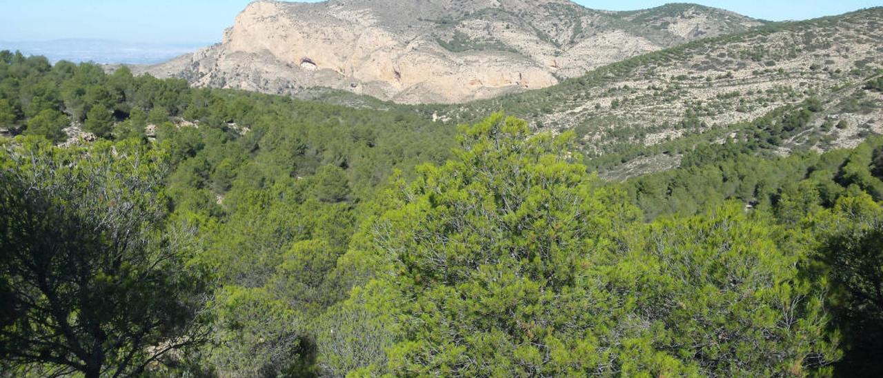 El sistema montañoso de la sierra del Cid y del Maigmó se extiende por los términos de Petrer, Sax, Agost, Castalla y Tibi.