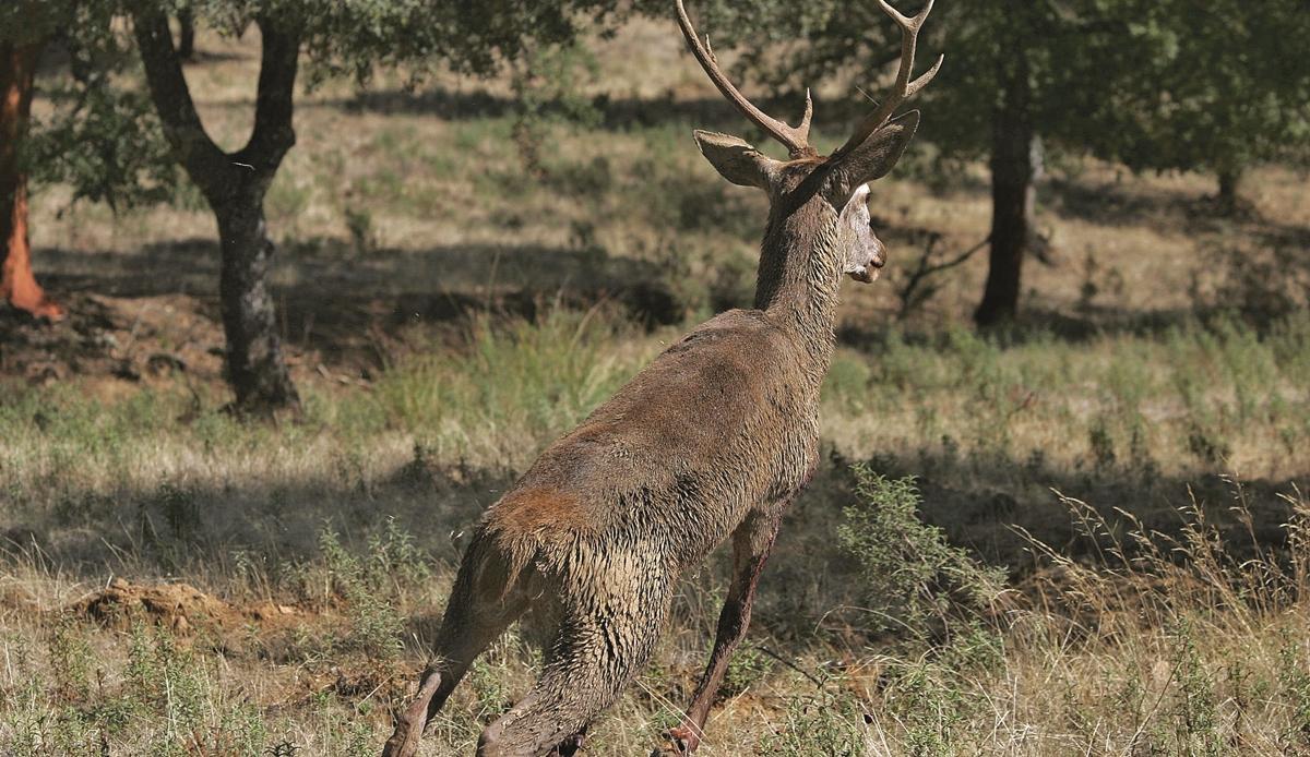 Un ciervo, especie cazable, en una zona acotada de la provincia de Córdoba.