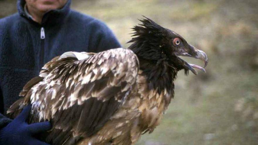 Liberados dos nuevos quebrantahuesos aragoneses en los Picos de Europa