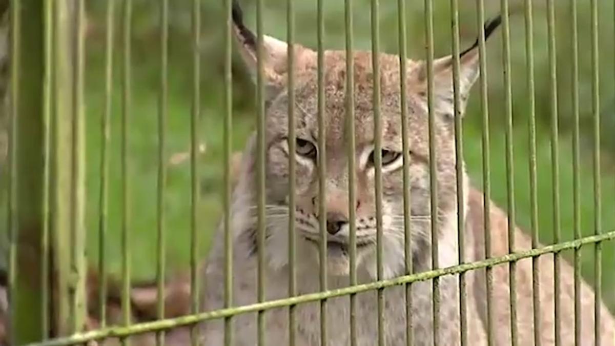 El zoo de Cangas de Onís empieza a vender sus animales por falta de recursos debido a la pandemia