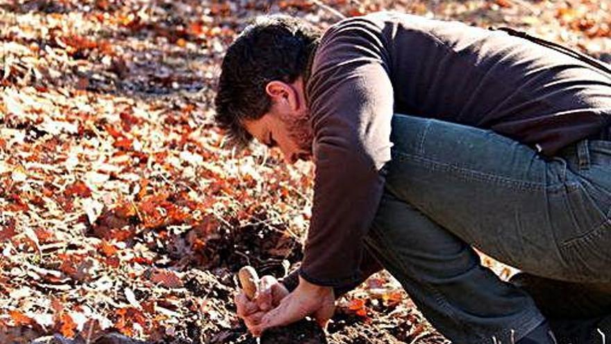 Pere Moxí cercant tòfones a la plantació de Navès