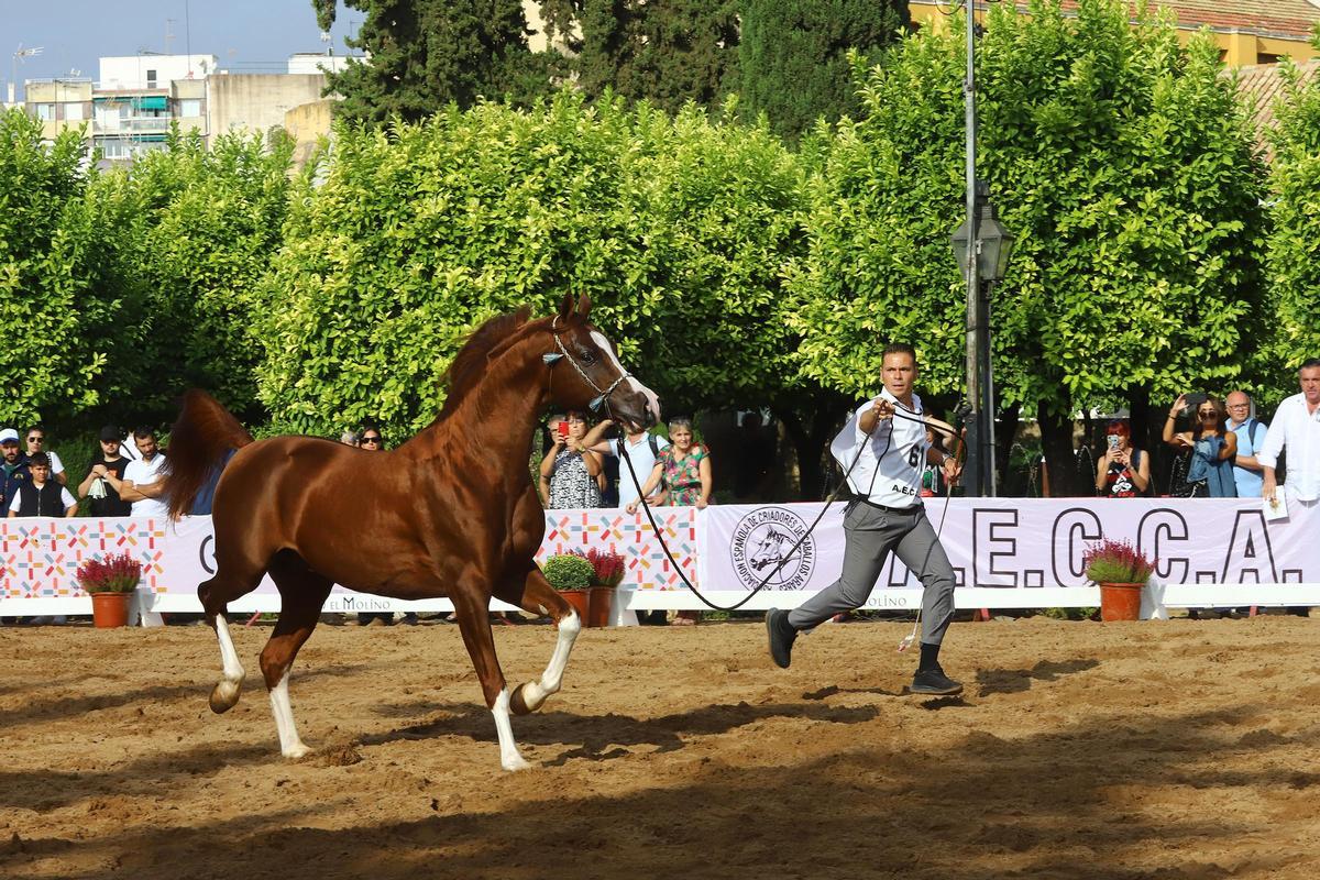 La última jornada del Otoño del Caballo en imágenes La última jornada del Otoño del Caballo en imágenes
