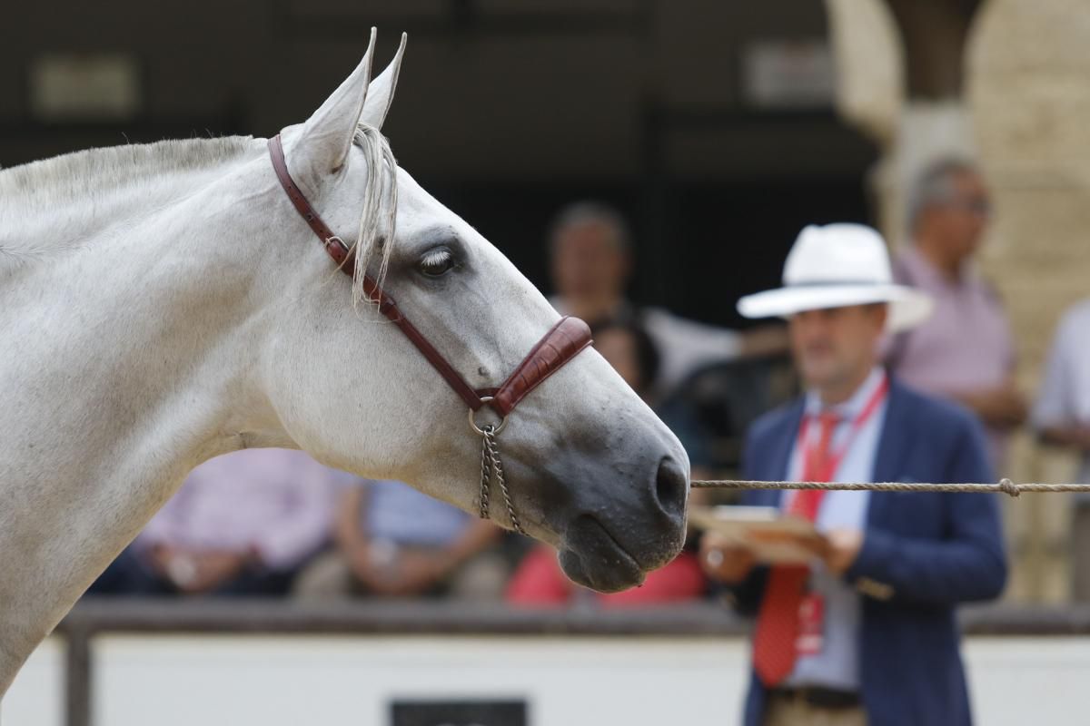 Calbalcor abre sus puertas