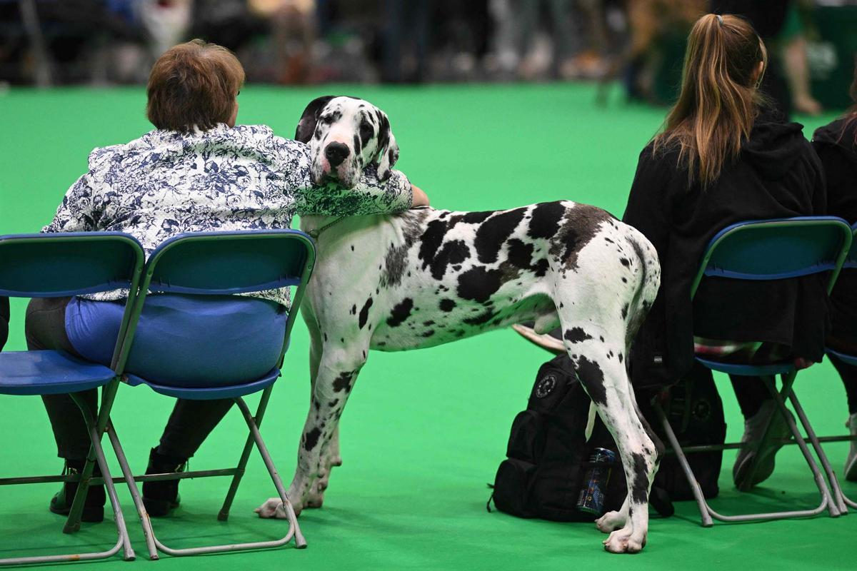 Exposición canina en el Centro Nacional de Exposiciones de Birmingham