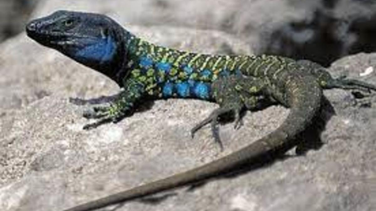 Ejemplar  de lagarto gigante de Canarias.