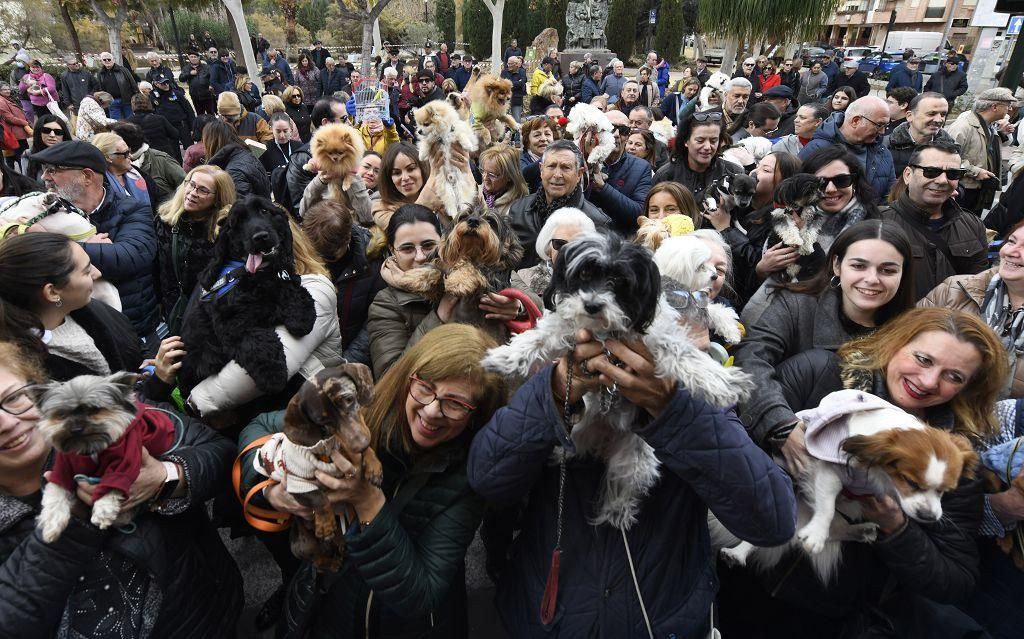 Así ha sido la bendición de animales por San Antón en Murcia